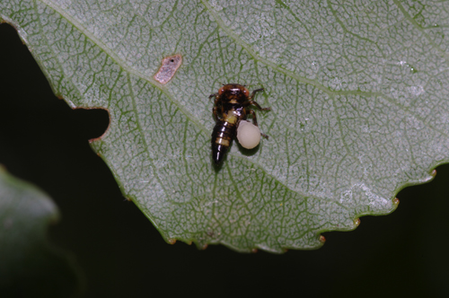 Omottero parassitato